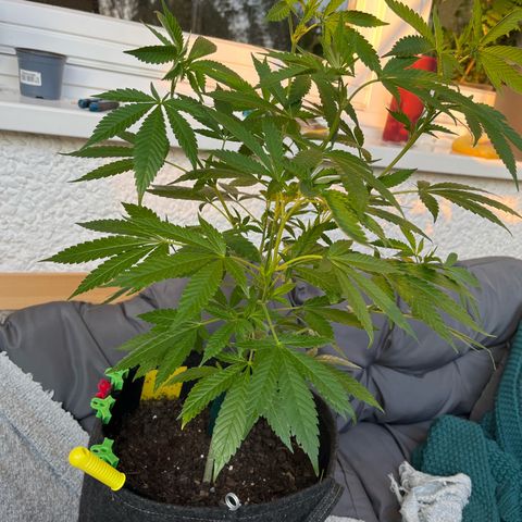 Purple Queen growlog timeline photo