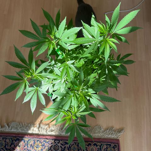 Purple Queen growlog timeline photo