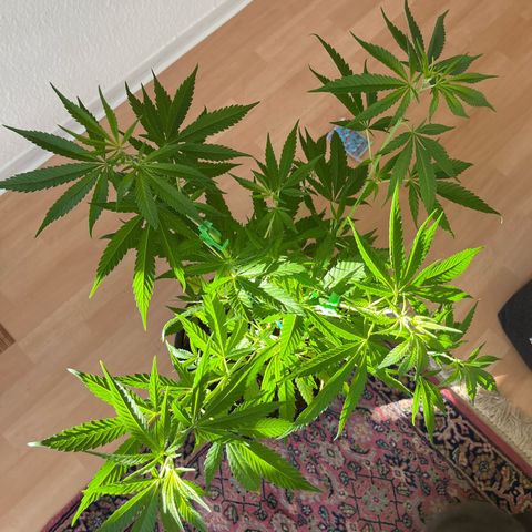 Choco Haze growlog timeline photo