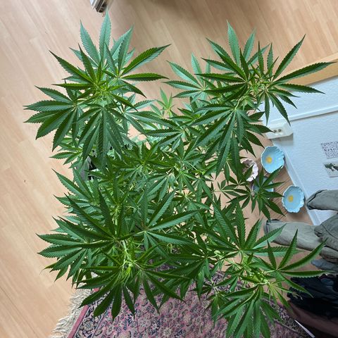 Choco Haze growlog timeline photo