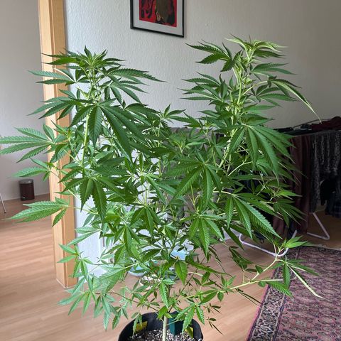 Choco Haze growlog timeline photo