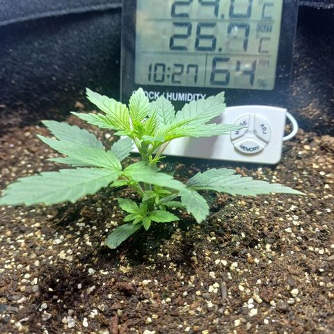 Colombiana growlog timeline photo