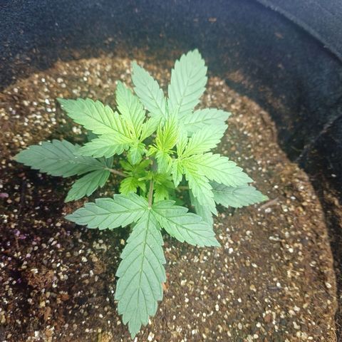 Colombiana growlog timeline photo