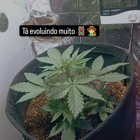 Colombiana growlog timeline photo