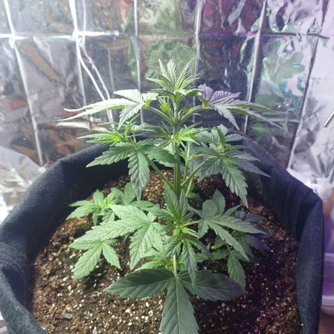 Colombiana growlog timeline photo