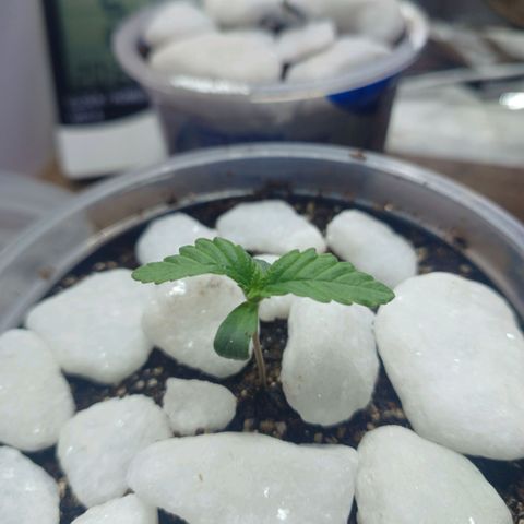 Amnésia hy pro  growlog photo: Vaso trocado