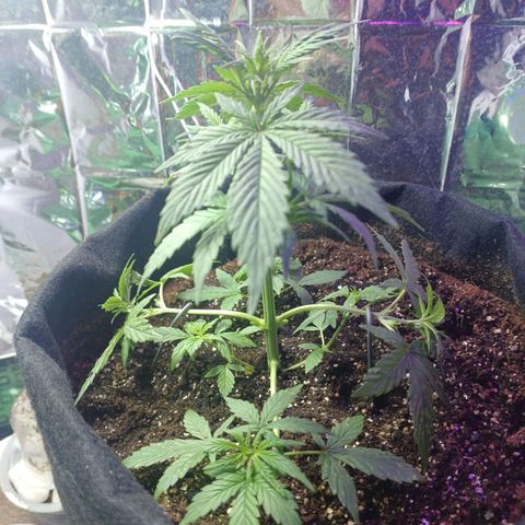 Colombiana growlog timeline photo