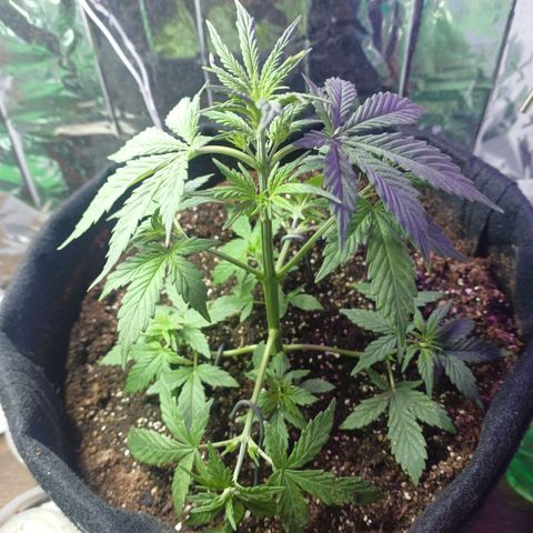 Colombiana growlog timeline photo