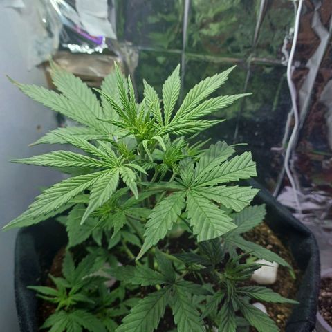 Colombiana growlog timeline photo