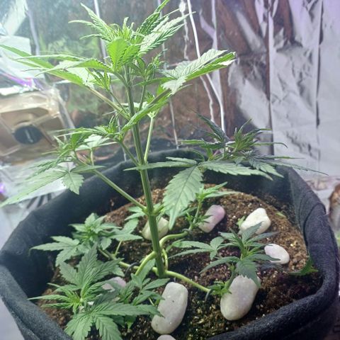 Colombiana growlog timeline photo