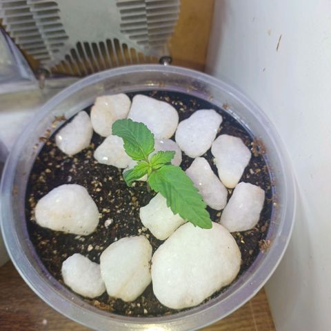 Amnésia hy pro  growlog timeline photo