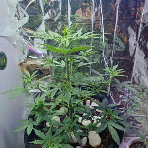 Colombiana growlog timeline photo