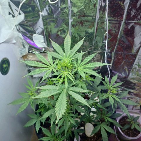 Colombiana growlog timeline photo