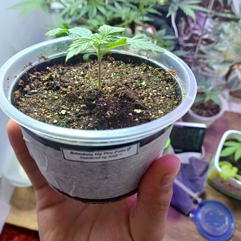 Amnésia hy pro  growlog timeline photo
