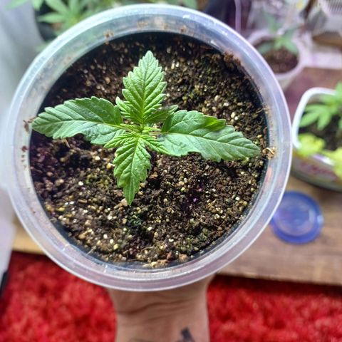 Amnésia hy pro  growlog timeline photo