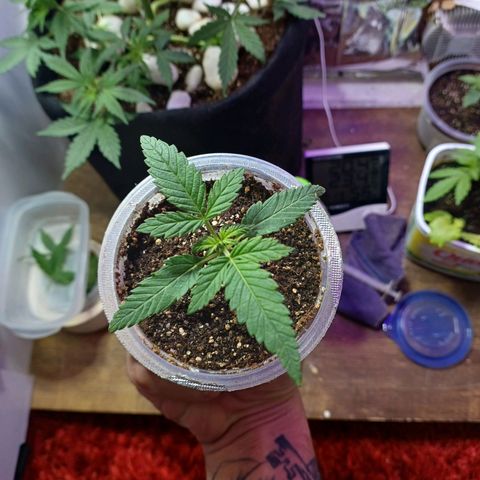 Cookies growlog timeline photo