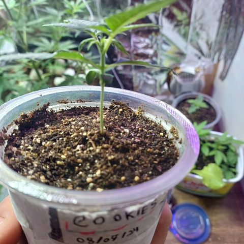 Cookies growlog timeline photo