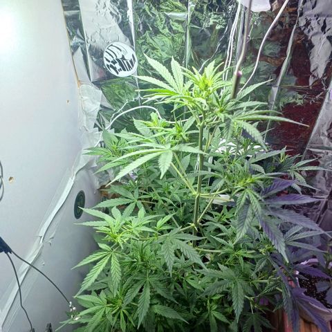 Colombiana growlog timeline photo