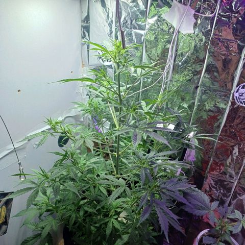 Colombiana growlog timeline photo