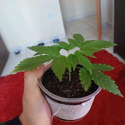 Amnésia hy pro  growlog timeline photo