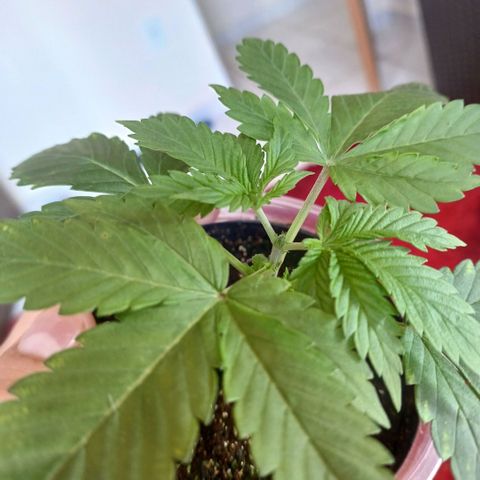 Amnésia hy pro  growlog timeline photo