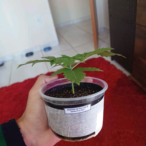 Amnésia hy pro  growlog timeline photo