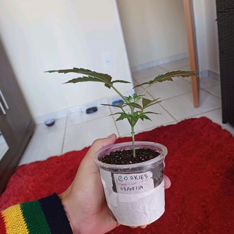 Cookies growlog timeline photo
