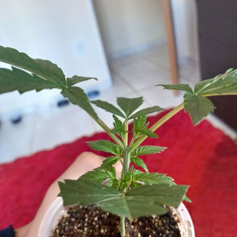 Cookies growlog timeline photo