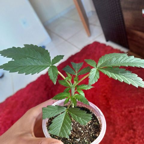 Cookies growlog timeline photo