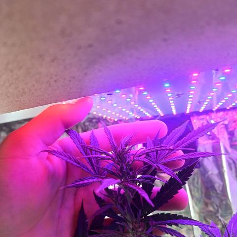 Colombiana growlog timeline photo