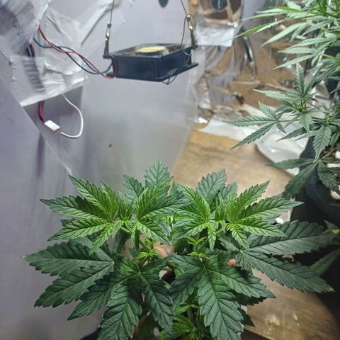 Cookies growlog timeline photo
