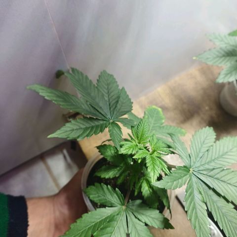 Amnésia hy pro  growlog timeline photo
