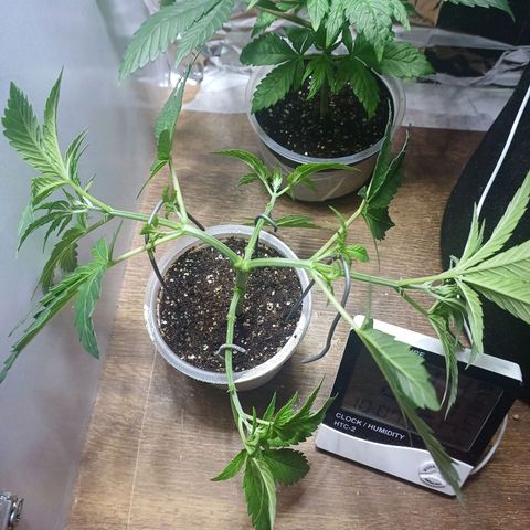 Cookies growlog photo: Poda e amarra 