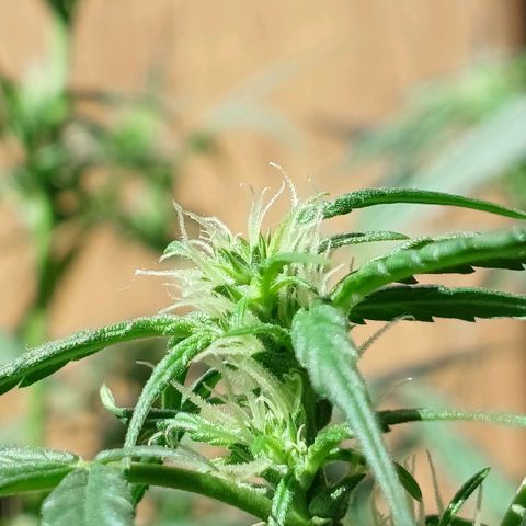 Colombiana growlog timeline photo