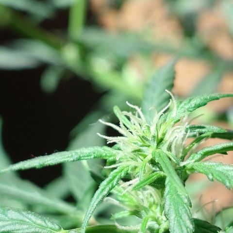 Colombiana growlog timeline photo