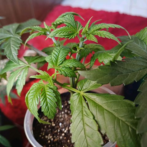 Amnésia hy pro  growlog timeline photo