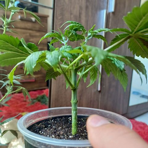 Amnésia hy pro  growlog timeline photo