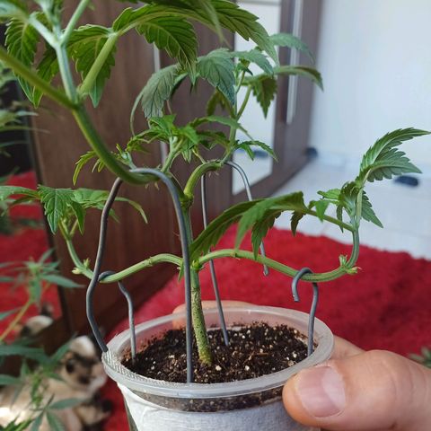 Cookies growlog timeline photo