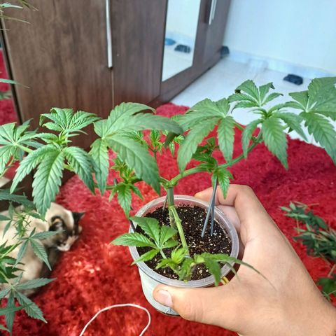 Cookies growlog timeline photo