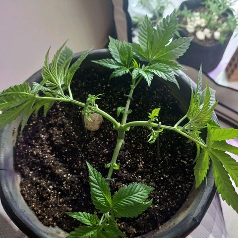 Amnésia hy pro  growlog timeline photo