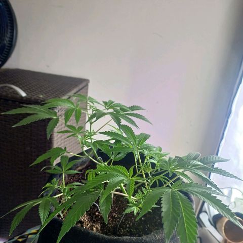 Cookies growlog timeline photo