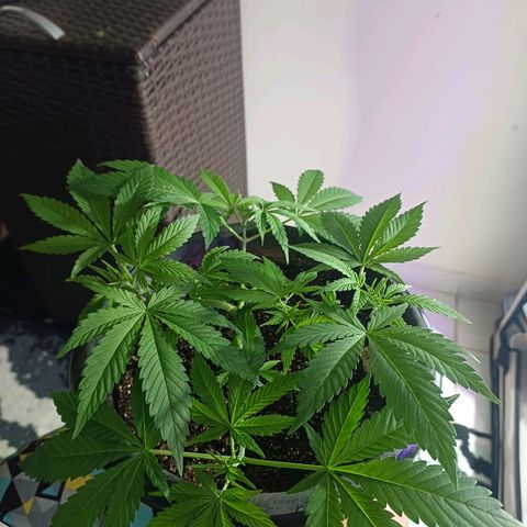 Amnésia hy pro  growlog timeline photo