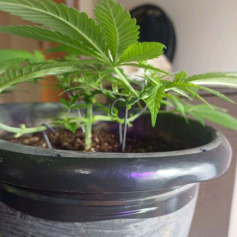 Amnésia hy pro  growlog timeline photo