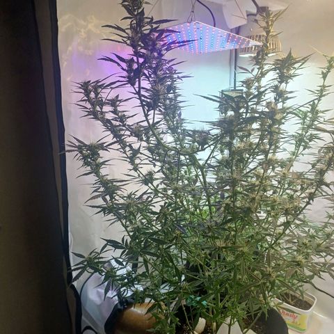 Colombiana growlog timeline photo