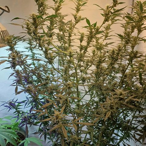 Colombiana growlog timeline photo