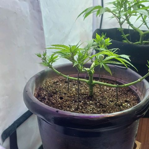 Amnésia hy pro  growlog timeline photo