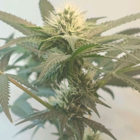 Cookies growlog timeline photo