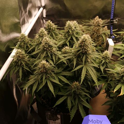 Moby Dick Auto growlog timeline photo