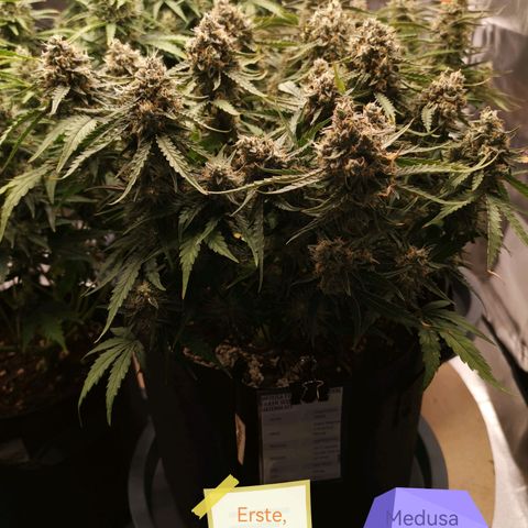 Medusa F1 growlog timeline photo