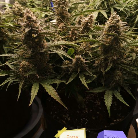 Orion F1 growlog timeline photo